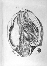 The structure and physiology of fishes explained and compared with those of man and other animals / [Alexander Monro].