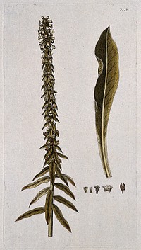 Foxglove (Digitalis parviflora Jacq.): flowering and fruiting stem with separate leaf, fruit and floral segments. Coloured engraving after F. von Scheidl, 1770.