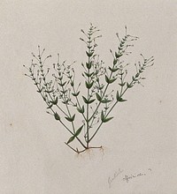 Hedge hyssop (Gratiola officinalis): entire flowering plant. Watercolour.