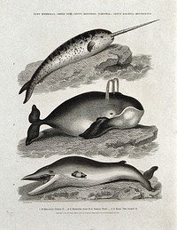 A narwhal, a common whale and a pike-headed whale. Etching by J Scott, ca 1812, after S Edwards.