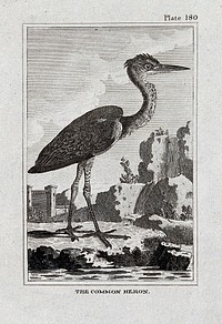 A common heron. Etching with engraving.