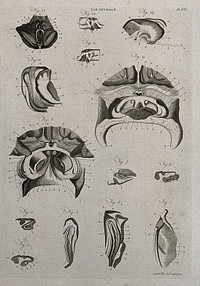 The brain: fourteen sections. Line engraving by A. Bell after F. Vicq-d'Azyr, 1798.