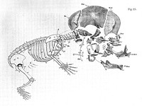 On the archetype and homologies of the vertebrate skeleton / [Richard Owen].