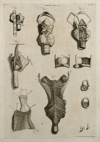 The larynx, trachea, thyroid gland and related parts of the throat: six figures and six lesser figures. Line engraving by A. Bell after W. Cowper and G. Bidloo, 1798.