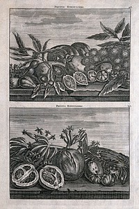Tropical fruits, including guava, custard apple, lemon, pompelmous and plantain bananas. Line engraving after C. de Bruin, 1706.