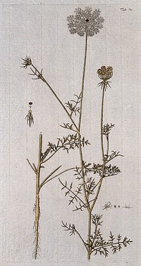 Wild carrot (Daucus carota L.): flowering stem with separate root and floral segments. Coloured engraving after F. von Scheidl, 1776.