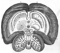 Dr. Willis's Practice of physick, being the whole works of that renowned and famous physician: containing these eleven several treatises, viz. I. Of fermentation. II. Of feavers. III. Of urines. IV. Of the accension of the blood. V. Of musculary motion. VI. Of the anatomy of the brain. VII. Of the description and use of the nerves. VIII. Of convulsive diseases. IX. Pharmaceutice rationalis, the first and second part. X. Of the scurvy. XI. Two discourses concerning the soul of brutes. Wherein most of the diseases belonging to the body of man are treated of, with excellent methods and receipts for the cure of the same. Fitted to the meanest capacity by an index for the explaining of all the hard and unusual words and terms of art derived from the Greek, Latine, or other languages for the benefit of the English reader. With forty copper plates / The Pharmaceutice new translated [as also the remainder, by Samuel Pordage], and the whole carefully corrected. And amended.