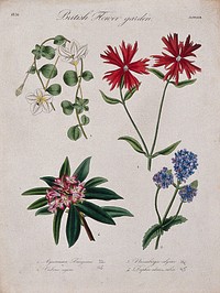 Four British garden plants: flowering stems. Coloured etching, c. 1835.