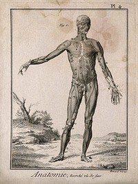 The muscles of the human body, first layer, seen from the front, after Albinus. Engraving by Benard, 1779, after an engraving, 1747.