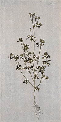 Egyptian mallow (Malva aegyptiaca): entire flowering and fruiting plant. Coloured engraving after F. von Scheidl, 1770.