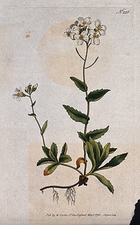 Rock or wall cress (Arabis alpina): flowering stem. Coloured engraving by F. Sansom, c. 1793.