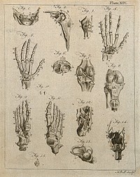 Bones of the hand, foot and knee etc: fifteen figures. Line engraving by A. Bell, 1771/1783.