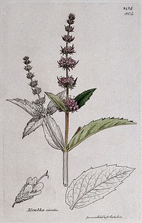 A mint plant (Mentha viridis): flowering stem, leaf and floral segments. Coloured engraving after J. Sowerby, 1812.