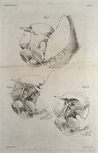 Dissection of the internal organs of an elephant: three figures. Etching by R. Vinkeles 1787/1800 , after P. Camper, 1774.