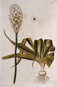 Chincherinchee (Ornithogalum thyrsoides Jacq.): two sections of the flowering plant with separate flower. Coloured engraving after F. von Scheidl, 1776.