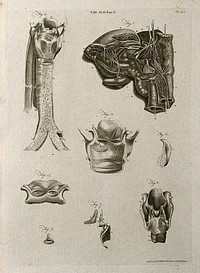 The larynx, its nerves, cartilages and related parts: eight figures. Line engraving by A. Bell after G.B. Morgagni, A. Monro, and J. Weitbrecht, 1798.