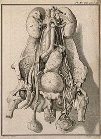 Wax model of the human male generative organs and viscera, made by an anonymous collaborator of La Croix from dissections made by M. Faget while surgeon at the Hôpital Général de la Salpêtrière. Engraving by R. Gaillard after J. De Seve, 1749.