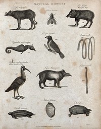 Above, two hogs, an insect, a sea horse, a tanager bird, and a large tapeworm; below, an ibis, a tapir, a teredo (ship-worm), two tortoises and a mollusc. Engraving by Heath.