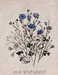 Six British wild flowers, four types of flax (Linum species) and two wood sorrel (Oxalis). Coloured lithograph, c. 1846, after H. Humphreys.