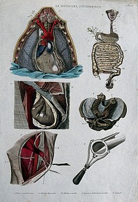 Top left, section of the heart; top right, intestines; centre left and right, hernia; bottom left, carotide; bottom right, speculum. Coloured engraving, 1834-1837.