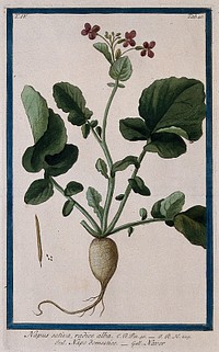 Rape or colza (Brassica napus L.): entire flowering plant with separate fruit and seeds. Coloured etching by M. Bouchard, 177-.
