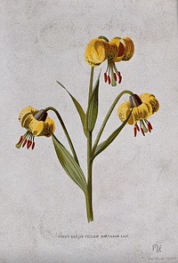 Turk's-cap lily (Lilium martagon): flowering stem. Chromolithograph, c. 1877, after F. E. Hulme.