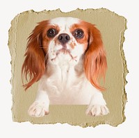 Cavalier King dog, ripped paper collage element