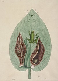 The Green Tree Frog (1731–1743) in high resolution by Mark Catesby. Original from The Minneapolis Institute of Art. Digitally enhanced by rawpixel.. Original from the Minneapolis Institute of Art.