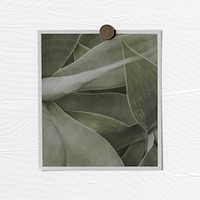 Pinned botanical poster, succulent plant photo