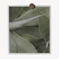 Aesthetic succulent plant, botanical photo