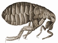 Schem. XXXIV - Of a Flea. An illustration of a flea.