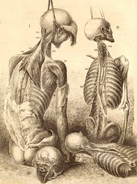 Etching of the bones, muscles, and joints, illustrating the first volume of the Anatomy of the Human Body. 2d ed. London, 1804. Etching. National Library of Medicine.
