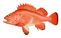 Red rockfish Sebastes aleutianus