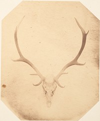 Stag Trophy Head, Killed by Ned Ross
