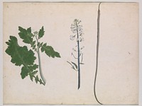 A Radish Plant, Seed, and Flower, late 18th century