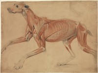 A Full Size Écorché Study of a Hound 