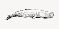 Sperm whale animal illustration vector