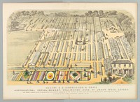 Messrs. E.G. Henderson & Son's Horticultural Establishment, Wellington Road, St. John's Wood, London