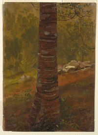 Tree Trunk, Jamaica by Frederic Edwin Church, American, 1826–1900