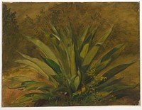 Century Plant by Frederic Edwin Church, American, 1826–1900