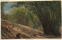 Bamboo Grove, Jamaica by Frederic Edwin Church, American, 1826–1900