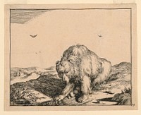 Seated Bear, from a Set of Sixteen Views of Bears, Marcus de Bye