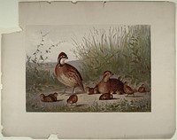 American Quail, Pope, Jr., Alexander