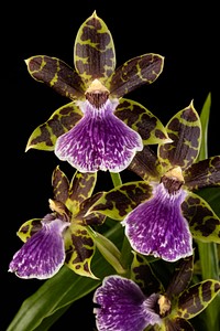 Zygopetalum Jumpin Jack