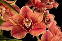 Cymbidium Claude Pepper 'Musketeer'