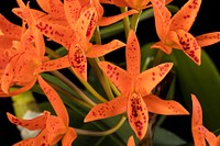 Guarianthe aurantiaca 'Ruby Spangles'