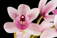 Cymbidium Sweet Sensation