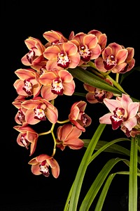 Cymbidium Willunga Royal 'Orange Delight'