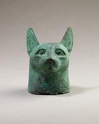 Head of a cat