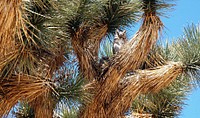Great Horned Owl (Bubo virginianus) in Joshua tree (Yucca brevifolia) near Black Rock